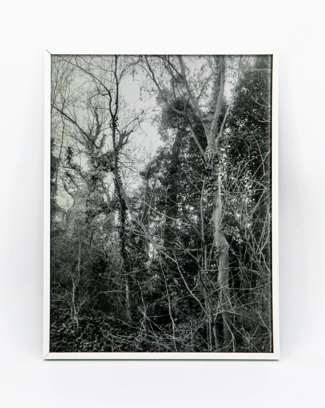 Francesca Sand : La ville nue 2 (nature) -  Photographie