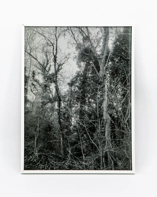 Francesca Sand : La ville nue 2 (nature) -  Photographie